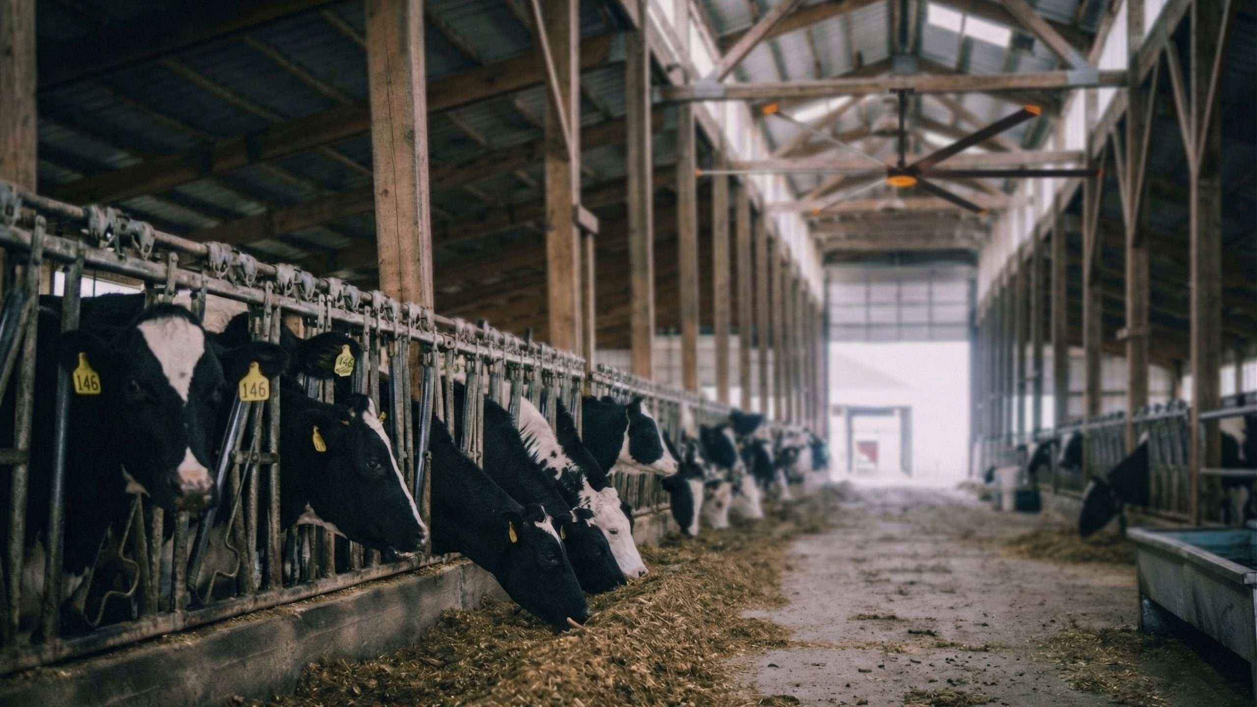 Large poultry house broiler chicken farm interior