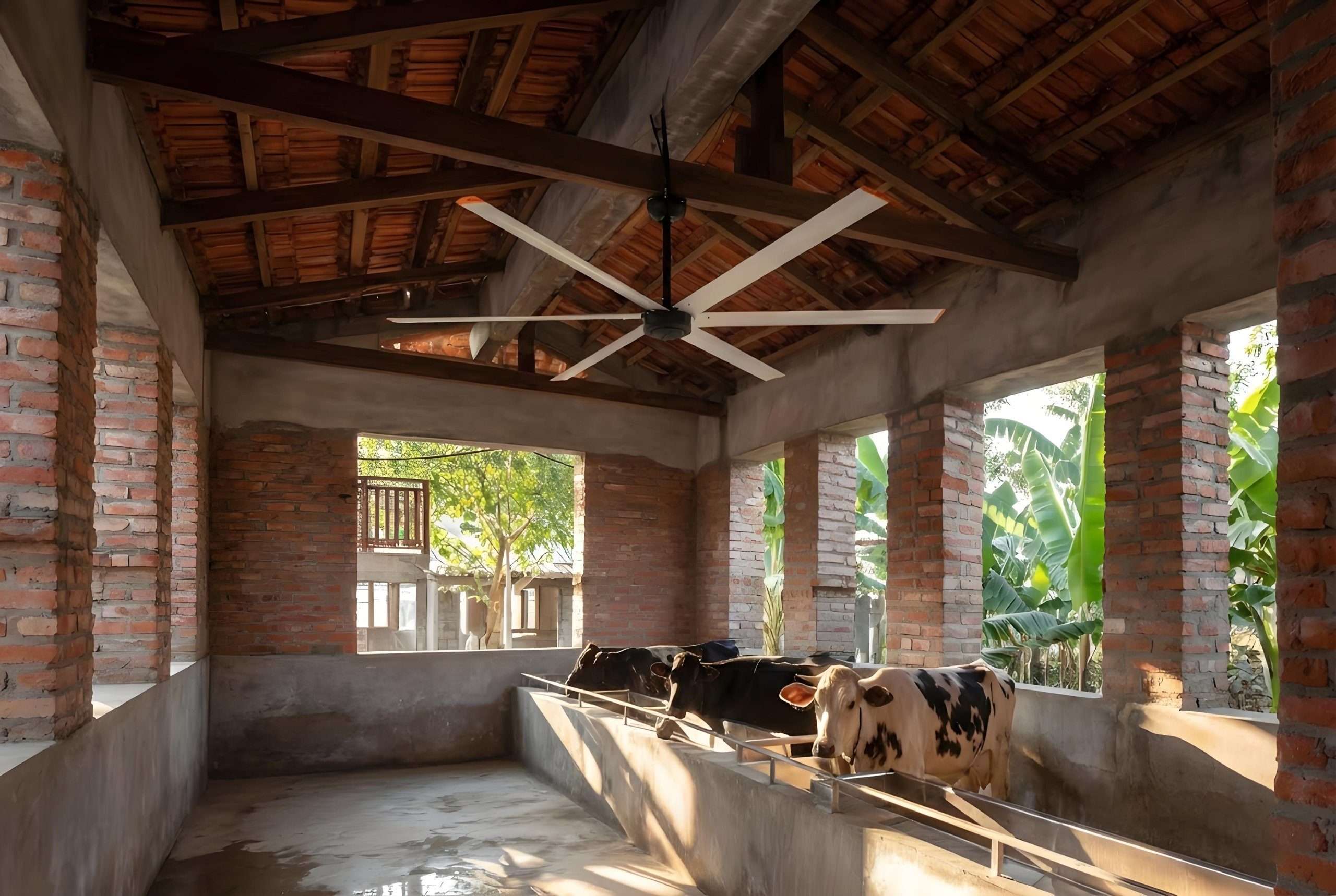 Cattle inside large farm barn facility